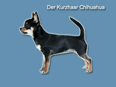 Bezeichnug der K&ouml;rperteile eines Chihuahhuas