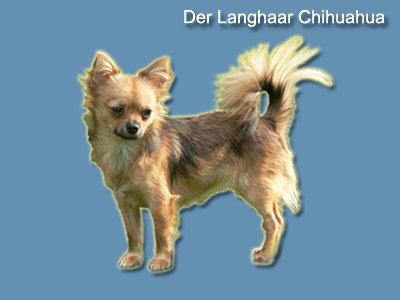 Bezeichnug der K&ouml;rperteile eines Chihuahhuas